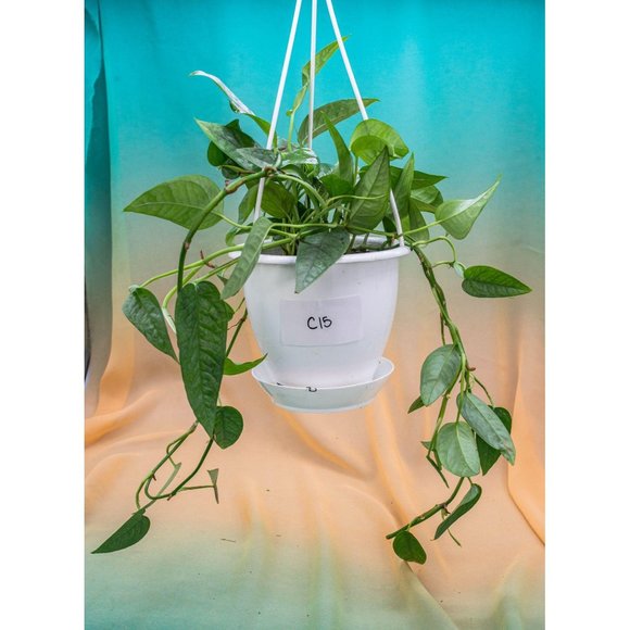 Cebu Blue Pothos 4.5" US Seller Potted RARE - Picture 1 of 1